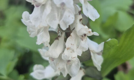 Wandeling zaterdag 21 maart 2026 Natuurbeschermingsvereniging “IJhorst-Staphorst E.O”