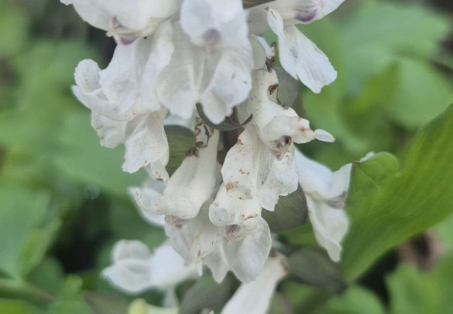 Wandeling zaterdag 21 maart 2026 Natuurbeschermingsvereniging “IJhorst-Staphorst E.O”