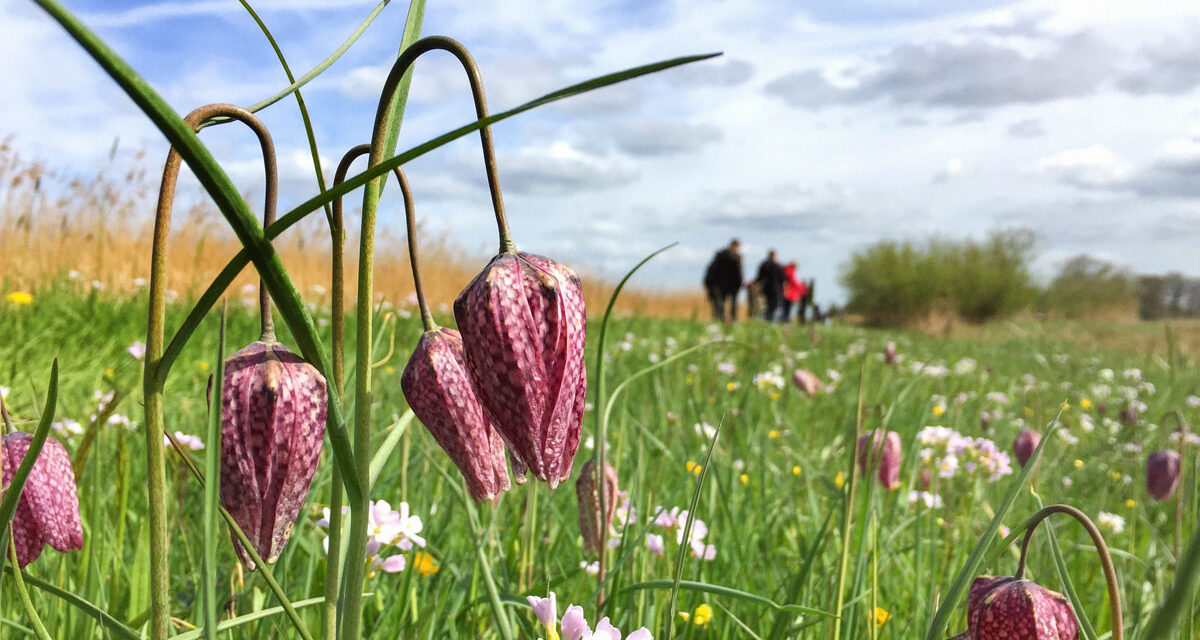 Ontdek de kievitsbloemen van het Zwarte Water tijdens unieke excursie