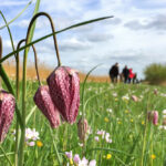 Ontdek de kievitsbloemen van het Zwarte Water tijdens unieke excursie
