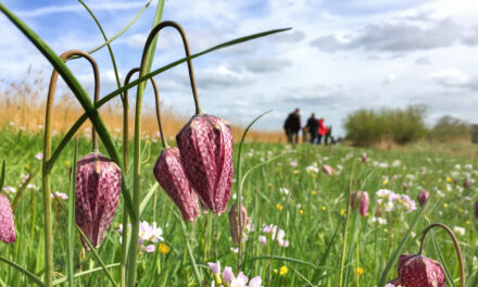 Ontdek de kievitsbloemen van het Zwarte Water tijdens unieke excursie