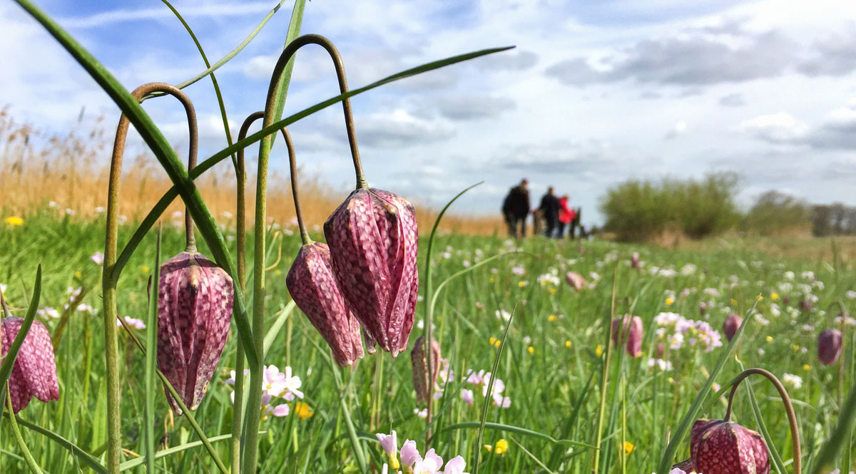 Ontdek de kievitsbloemen van het Zwarte Water tijdens unieke excursie