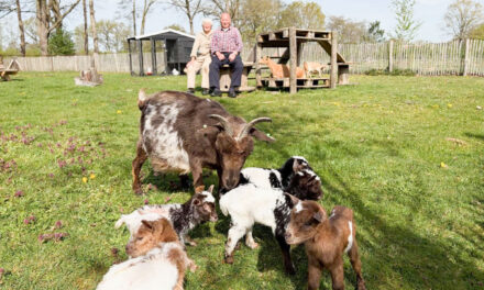 Vijfling geboren in IJhorst