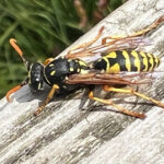 Horror-persberichtenseizoen weer aangebroken: berichten vol onjuistheden over bestuivers