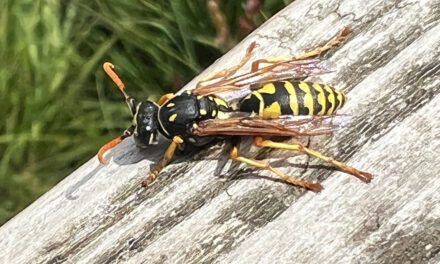 Horror-persberichtenseizoen weer aangebroken: berichten vol onjuistheden over bestuivers