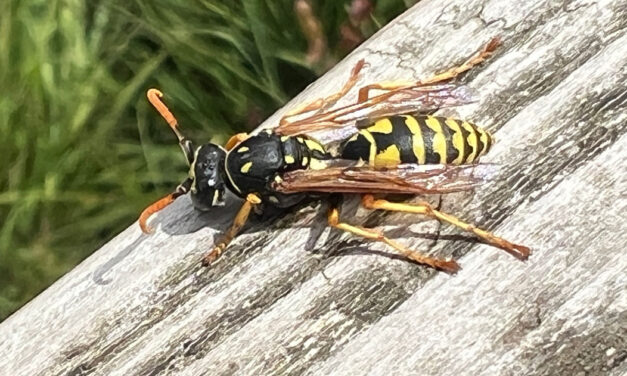 Horror-persberichtenseizoen weer aangebroken: berichten vol onjuistheden over bestuivers