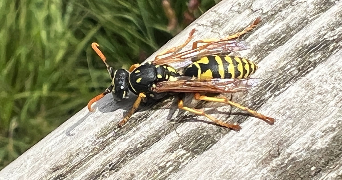 Horror-persberichtenseizoen weer aangebroken: berichten vol onjuistheden over bestuivers