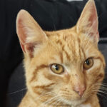 Kat gevonden in Kerkenbos