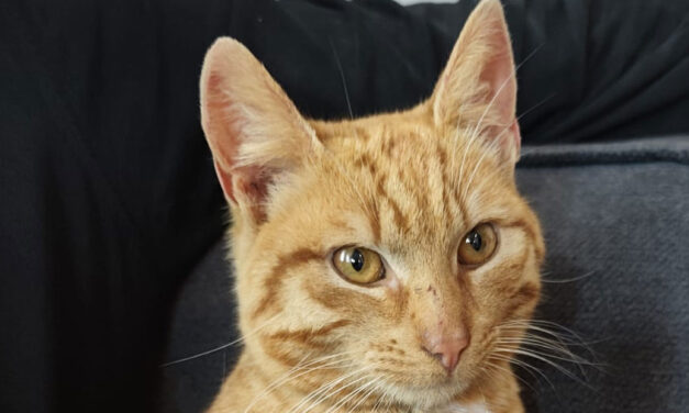 Kat gevonden in Kerkenbos