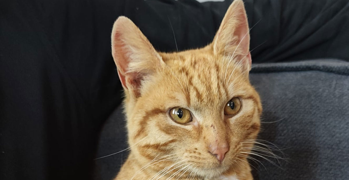 Kat gevonden in Kerkenbos