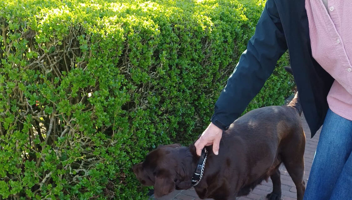 Loslopende hond bij Nettorama