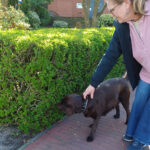 Loslopende hond bij Nettorama