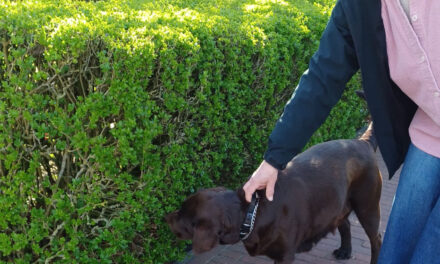 Loslopende hond bij Nettorama