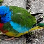 Parkiet aan komen vliegen