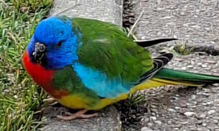 Parkiet aan komen vliegen