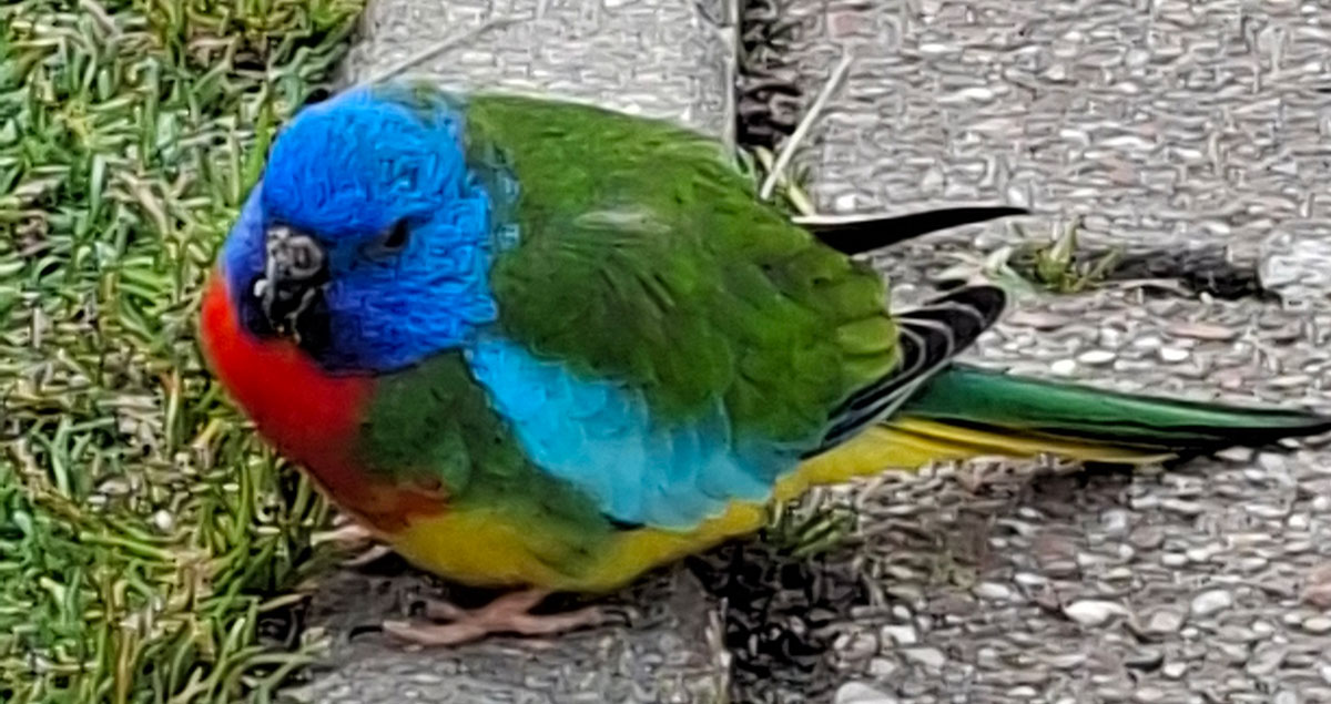 Parkiet aan komen vliegen