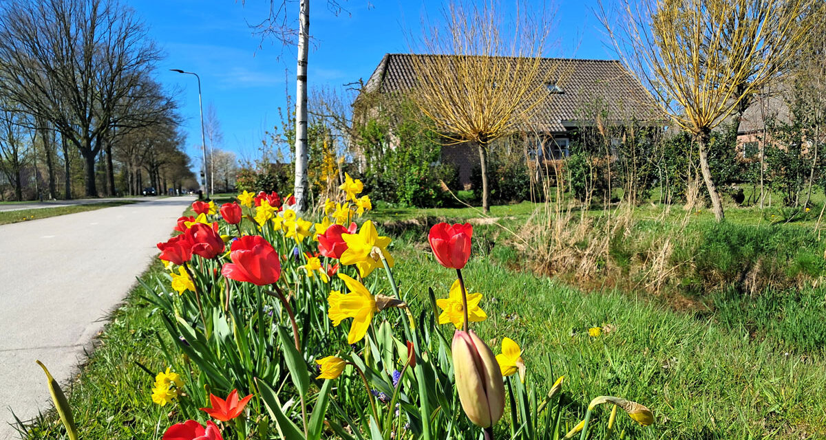 Vrolijk bloembollenlint siert Punthorst