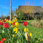 Vrolijk bloembollenlint siert Punthorst