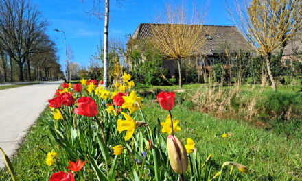 Vrolijk bloembollenlint siert Punthorst