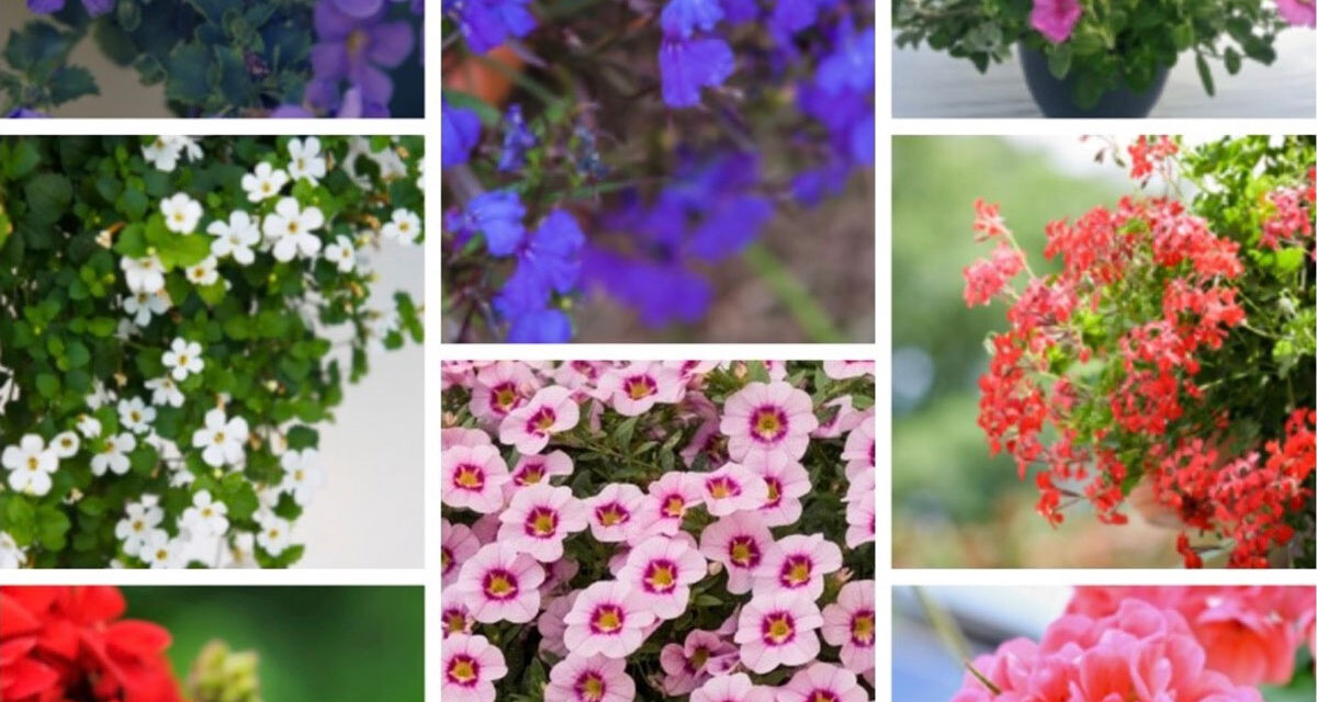 Plantenactie RHOE donderdag 7 mei 2026 