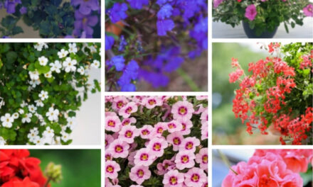 Plantenactie RHOE donderdag 7 mei 2026 