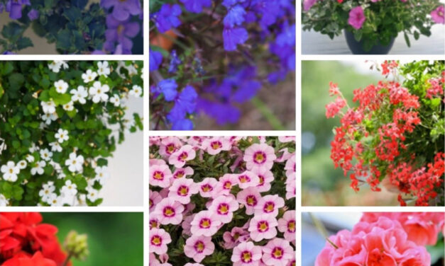 Plantenactie RHOE donderdag 7 mei 2026 