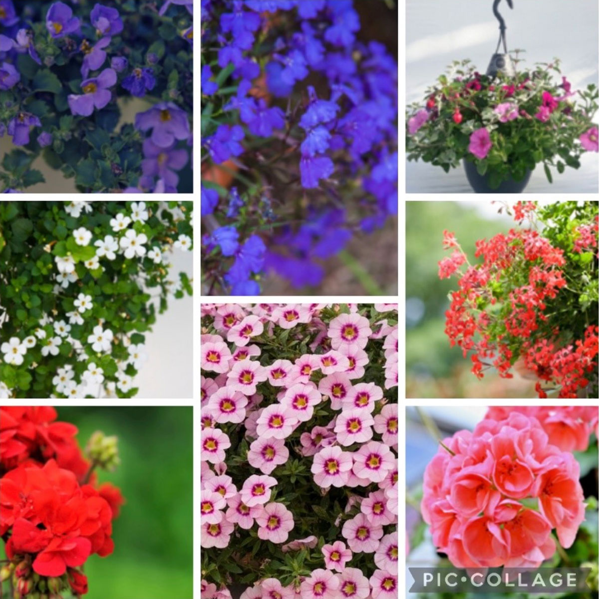 Plantenactie RHOE donderdag 7 mei 2026