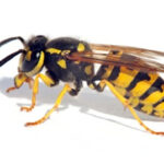 Verwachte Wespenoverlast in 2026