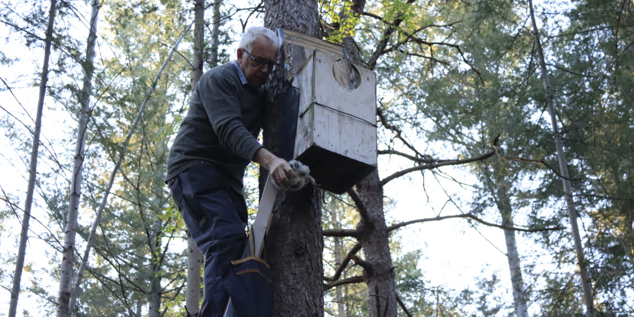 Bosuilen ringen door Natuurbeschermingsvereniging
