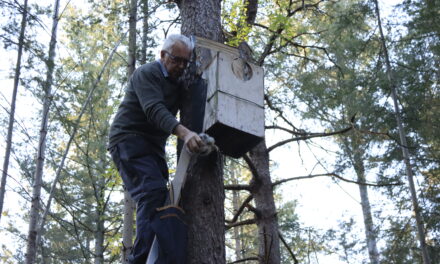 Bosuilen ringen door Natuurbeschermingsvereniging