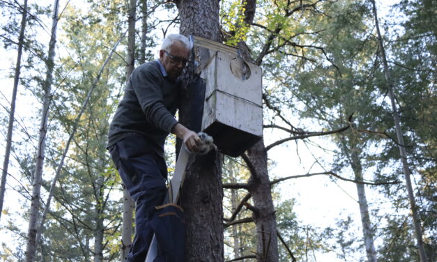 Bosuilen ringen door Natuurbeschermingsvereniging