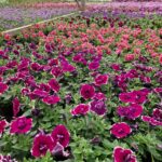 Hemelvaart geopend – maak van uw tuin een kleurrijke zomerplek