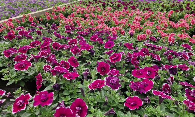 Hemelvaart geopend – maak van uw tuin een kleurrijke zomerplek