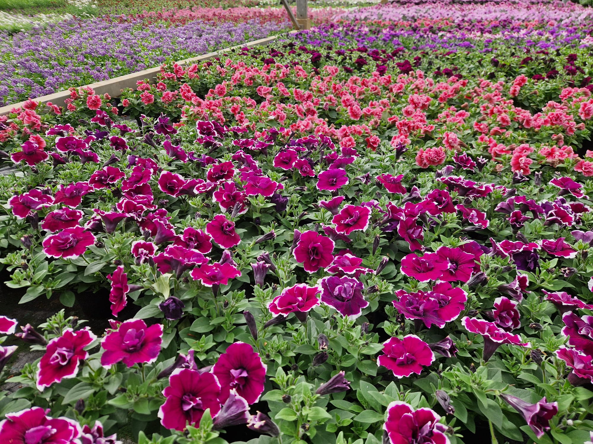 Hemelvaart geopend – maak van uw tuin een kleurrijke zomerplek