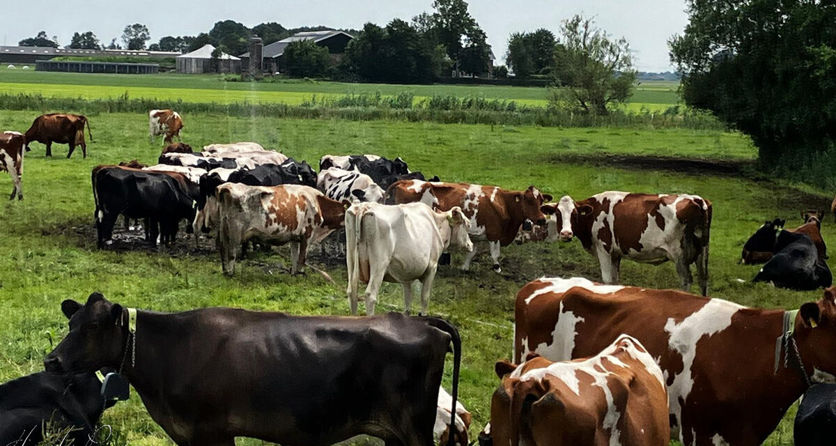 Koeien zoeken verkoeling onder de watersproeier