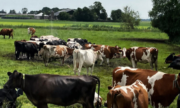 Koeien zoeken verkoeling onder de watersproeier
