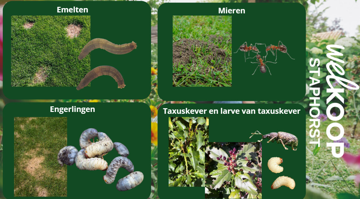Effectieve bestrijding tegen ongedierte op natuurlijke manier