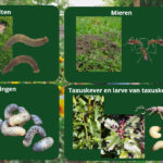 Effectieve bestrijding tegen ongedierte op natuurlijke manier