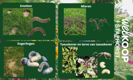 Effectieve bestrijding tegen ongedierte op natuurlijke manier