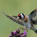 De Distelvink