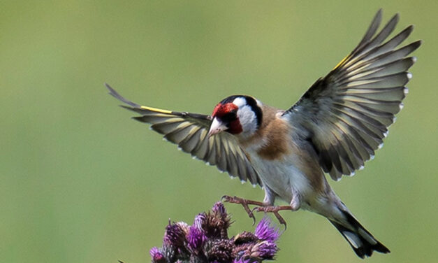 De Distelvink