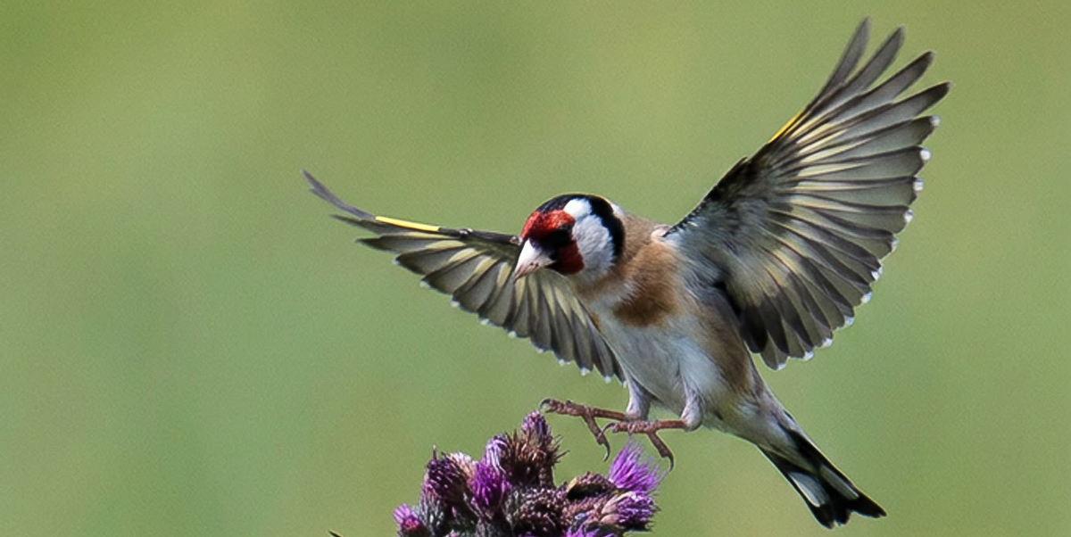 De Distelvink