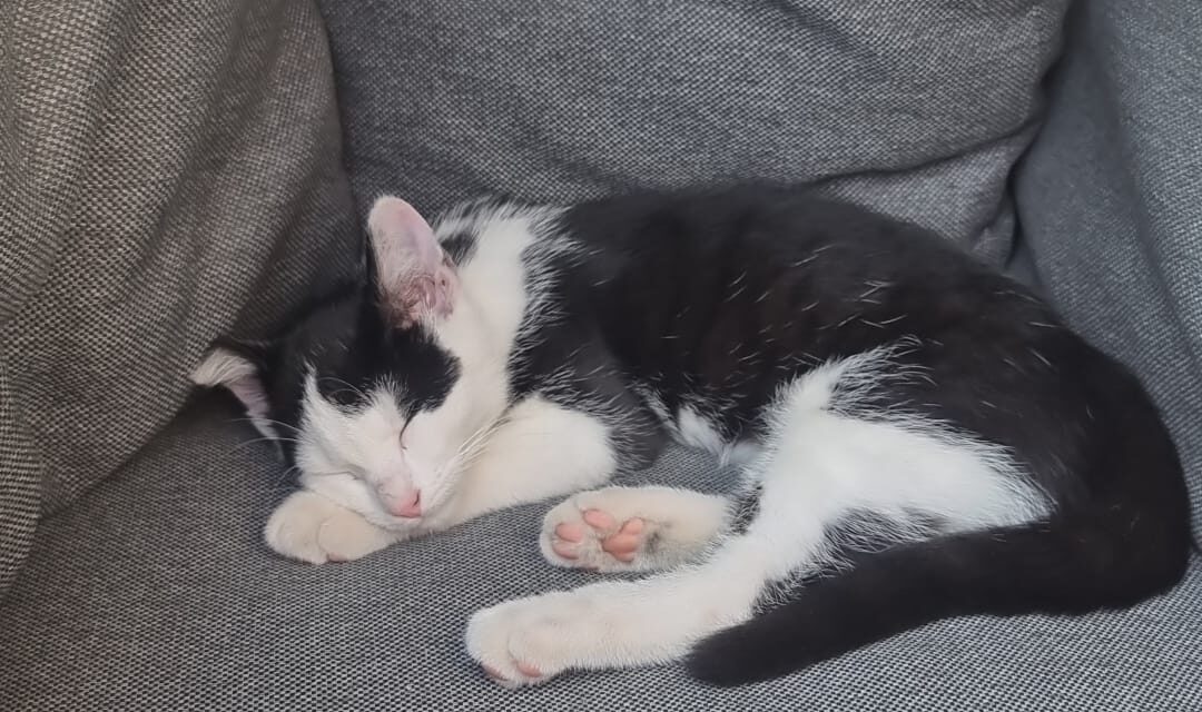 Van wie is deze poes?