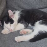 Van wie is deze poes?