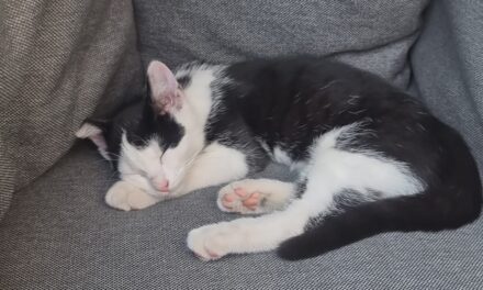 Van wie is deze poes?