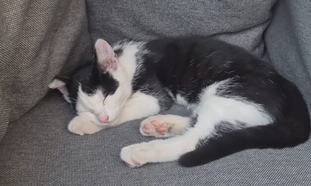 Van wie is deze poes?