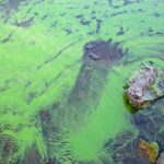 Waterschap waarschuwt voor toename blauwalg: vermijd contact met verdacht water