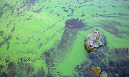 Waterschap waarschuwt voor toename blauwalg: vermijd contact met verdacht water