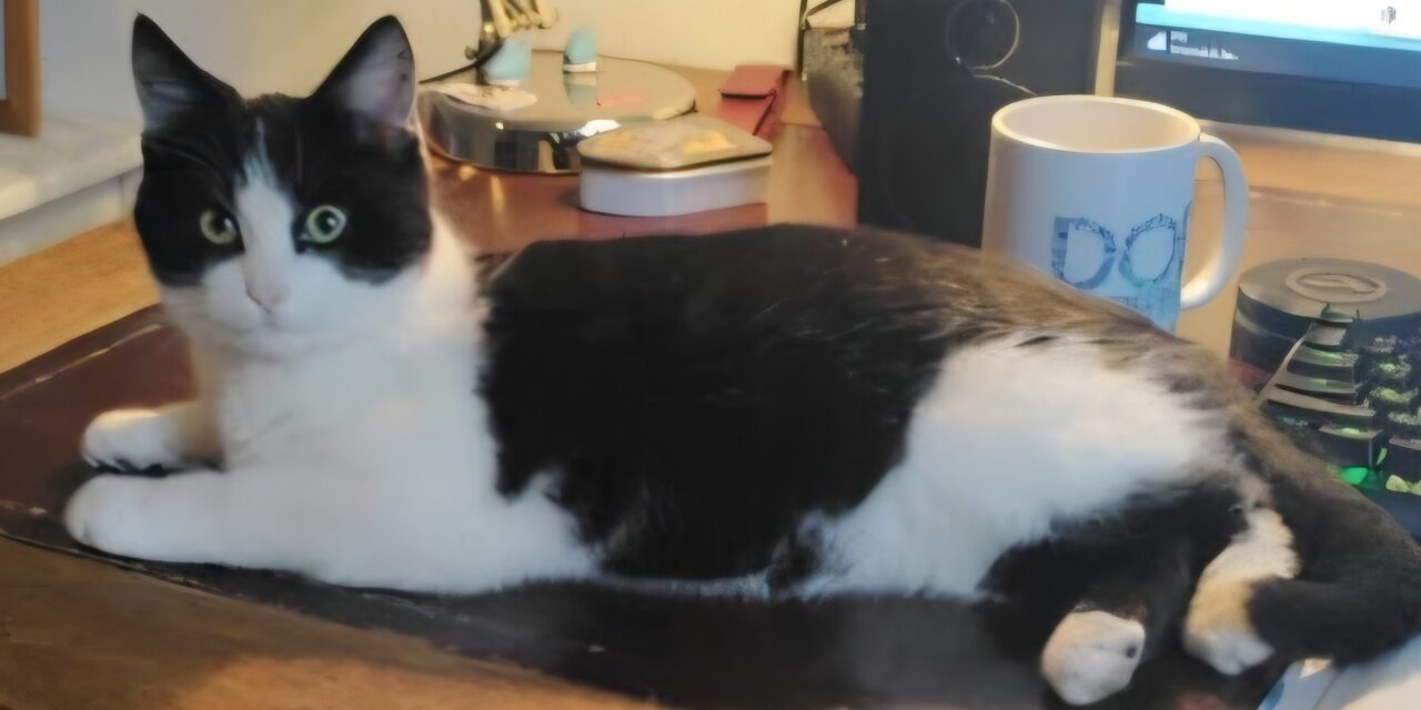 Wie heeft onze kat Prulletje gezien?