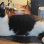 Wie heeft onze kat Prulletje gezien?